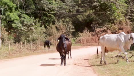 Vacas-Comiendo-Tranquilamente-En-Los-Campos-De-Minas-Gerais,-Brasil,-América-Del-Sur