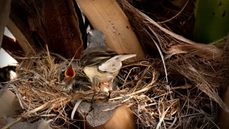 wagtail parent bird feeding her baby chicks a worm while in the nest