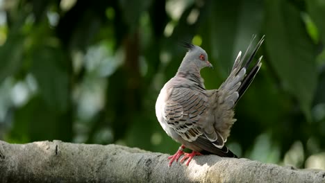 taube in der natur