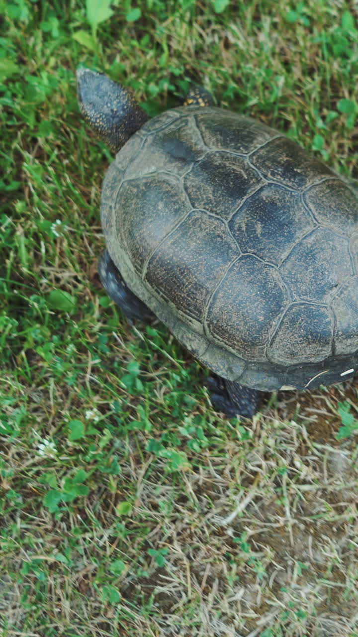 Tortoise slowly creeps along the road Vertical video