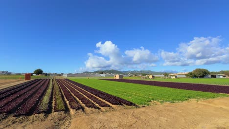 Salatanbaufeld-Im-Freien,-Eisberg-Endivie,-Blauer-Himmel,-Violette-Salatsprossen,-Biologische-Und-Natürliche-Lebensmittel