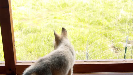 baby gray wolf walking around the porch on a sunny day