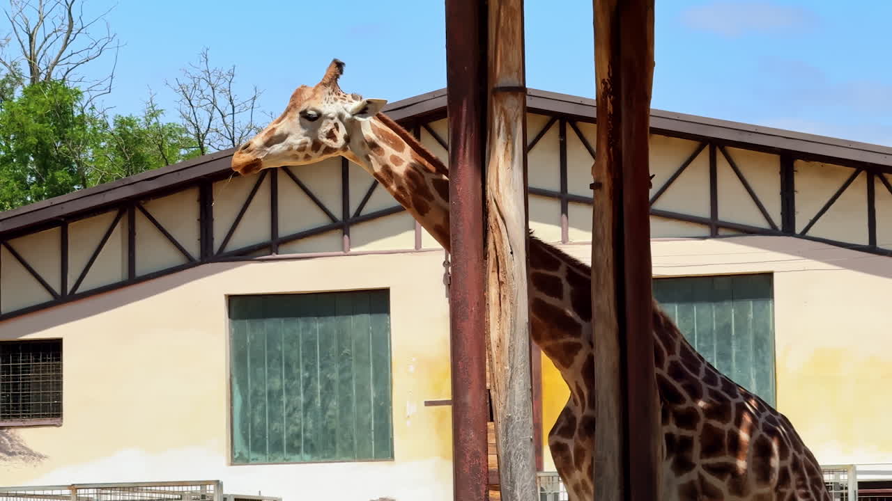Giraffe exploring its enclosure at zoo. A giraffe stands near wooden beams in its enclosure, curiously observing the surroundings on a sunny day