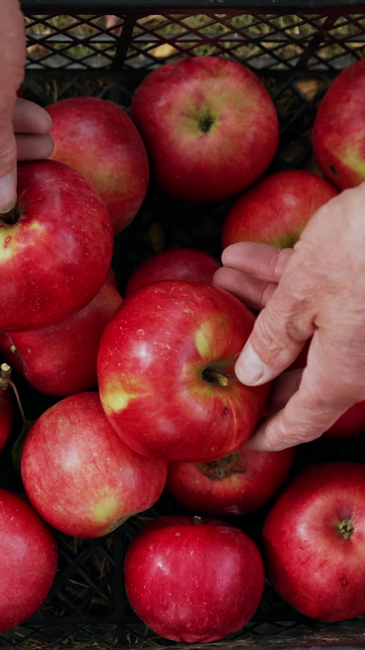 Old male hands moving the apples in the plastic crate. Shiny red ripe fruit in the box gathered in the garden. Top view. Vertical video