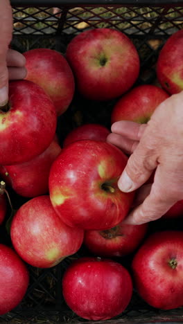 old male hands moving the apples in the plastic crate. shiny red ripe fruit in the box gathered in the garden. top view. vertical video