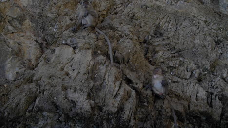 monos en las rocas de las islas phi phi en tailandia