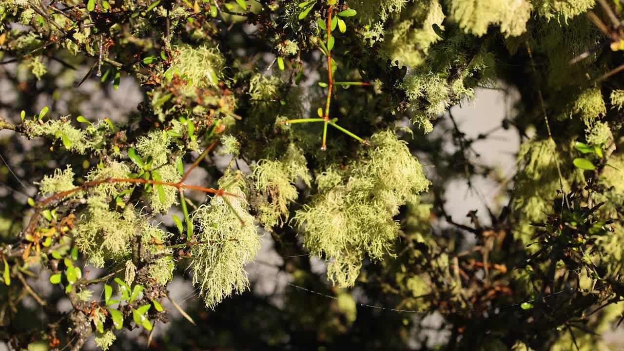 Matagouri tree branches covered in dense spider webs sway gently in bright natural sunlight, with a shallow depth of field and subtle camera movement