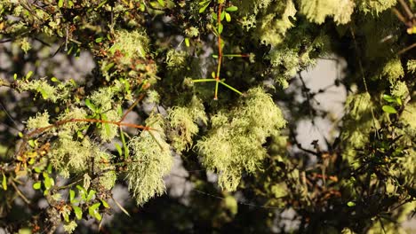 matagouri tree branches covered in dense spider webs sway gently in bright natural sunlight, with a shallow depth of field and subtle camera movement