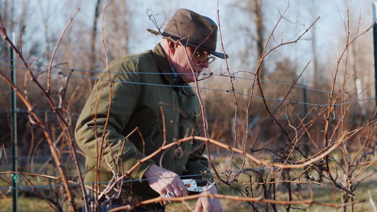 정원사는 포도 나무를 자르고 스타킹