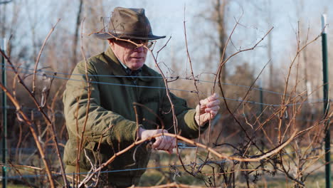 gardener cuts and tights the vine