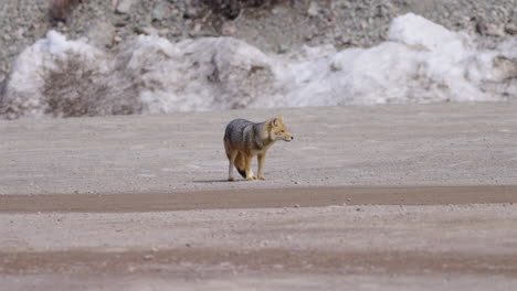 close detailed shot of argentinean fox standing still while lurking and moving ears. brownish snow and soil in background increase contrast and make fox stand out. shot on sony a7siii at 4k-100 fps