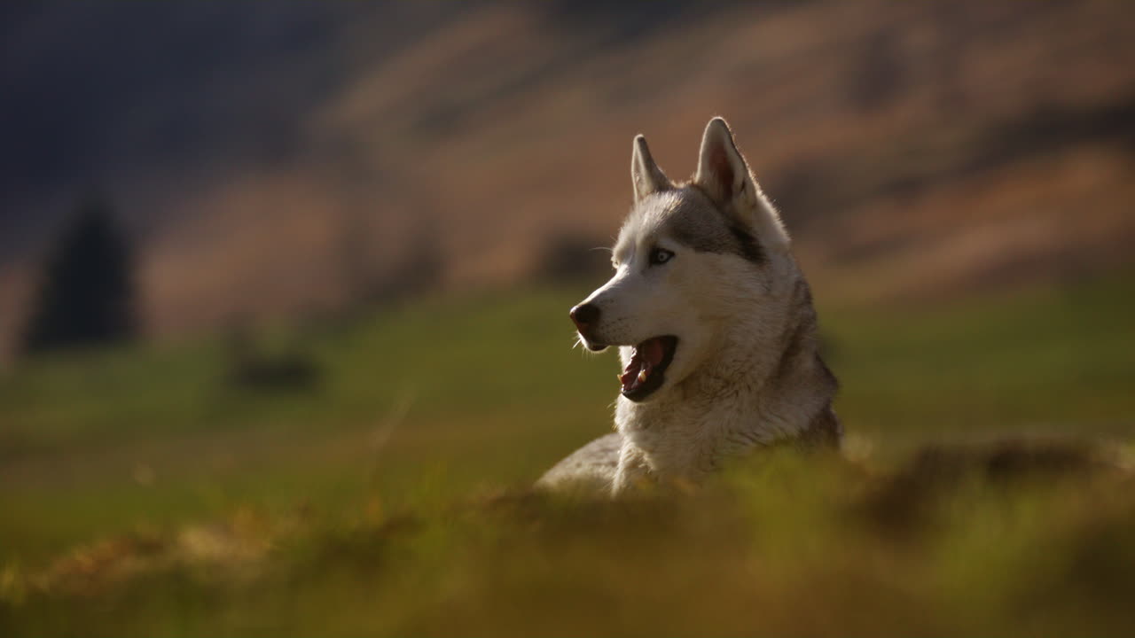 Majestic husky walking through an open alpine field at sunset, with breathtaking mountain views and