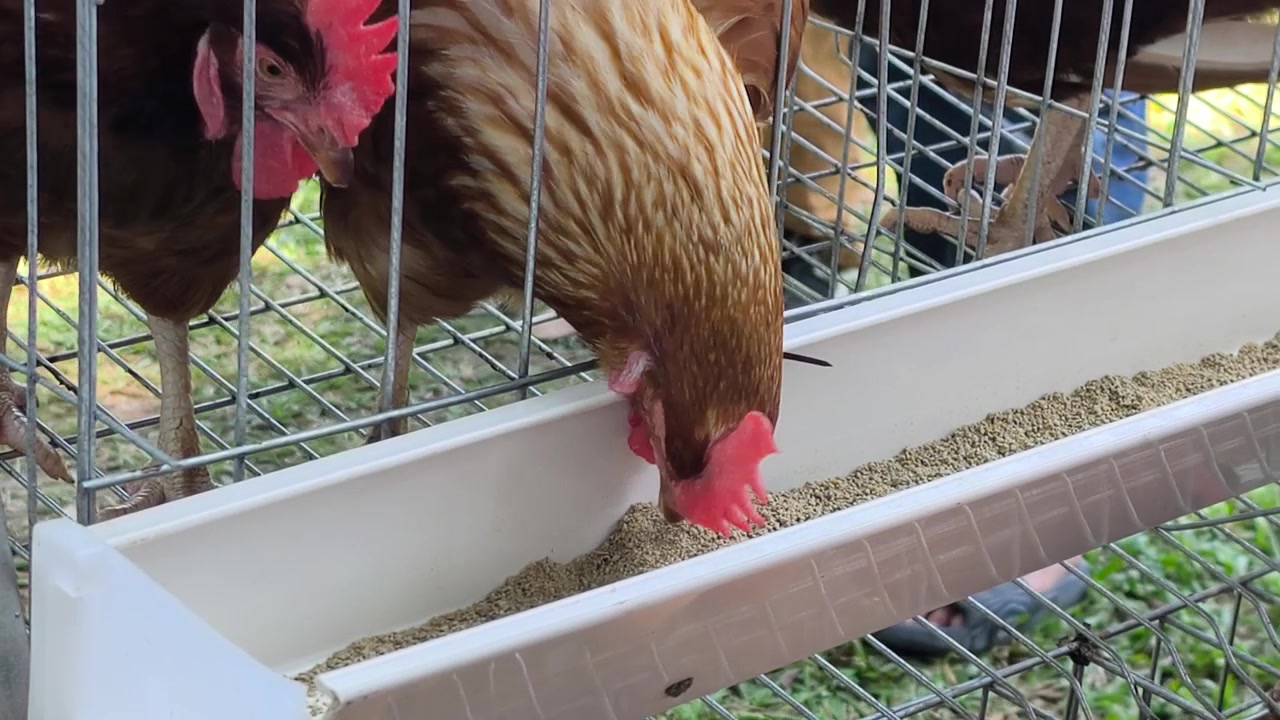Ein Landwirt präsentiert einen kompakten, mehrstöckigen Hühnerstall, konzipiert für die Eierproduktion zu Hause. Die platzsparende Einrichtung beherbergt bequem Legehennen und wurde der Öffentlichkeit auf der MAHA 2026 vorgestellt.