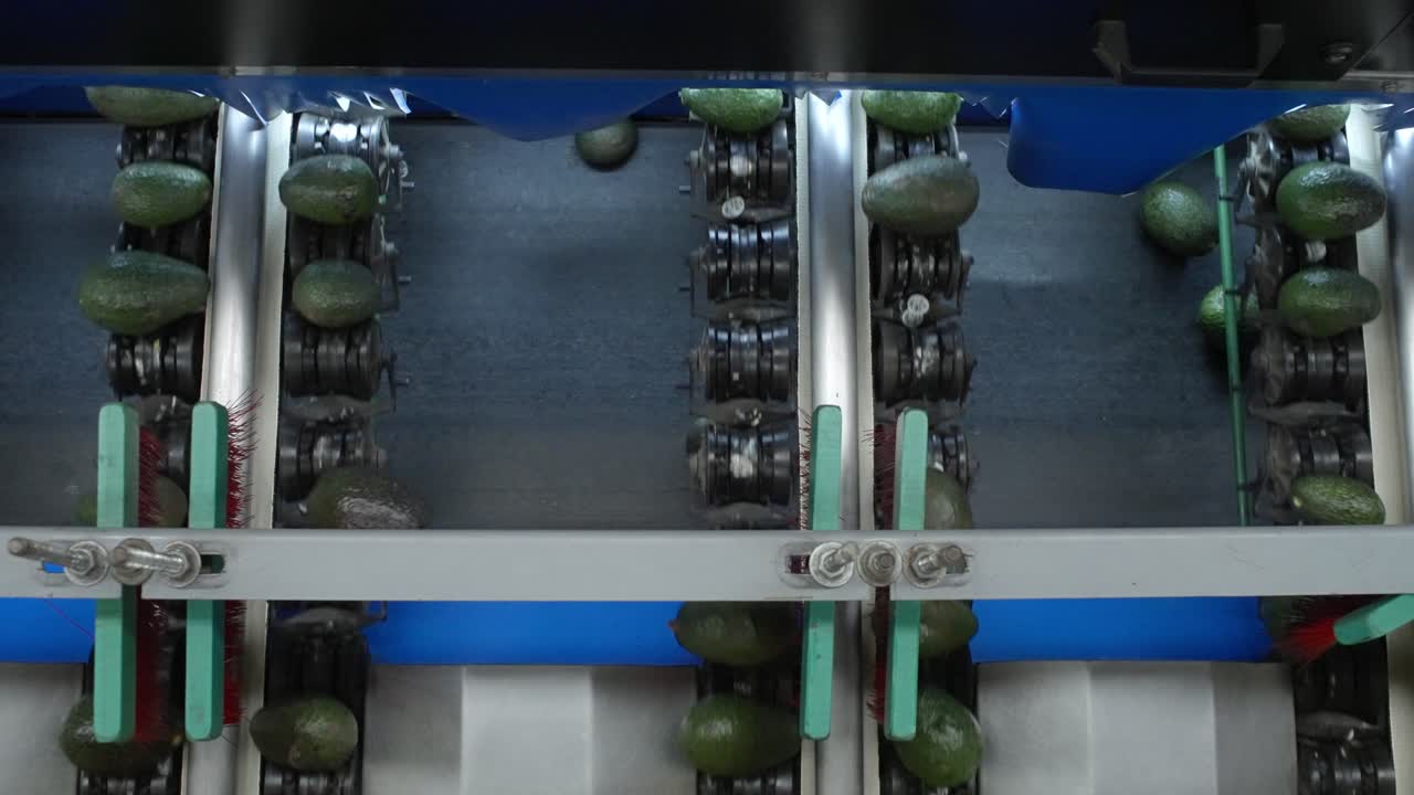 아보카도 패킹 하우스 (uraapan)