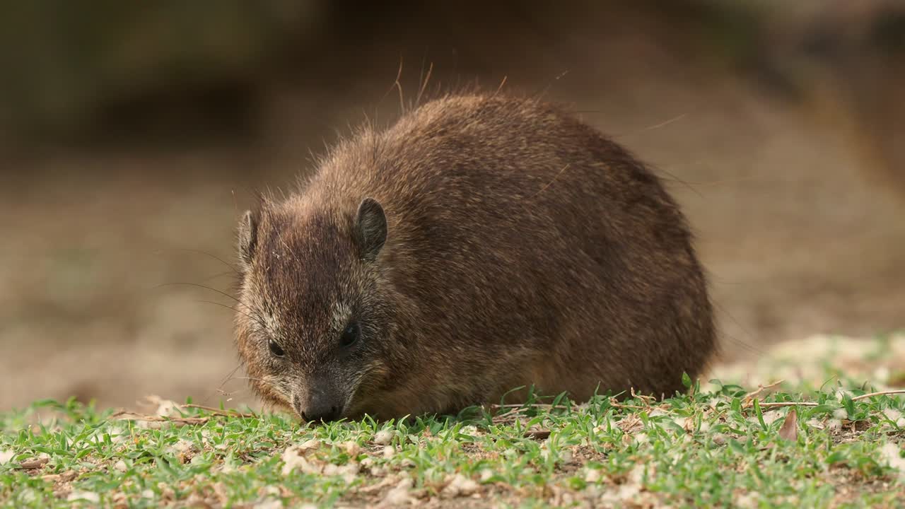 hyrax de roca - procavia capensis también dassie, cape hyrax, conejo de roca y coney, mamífero terrestre de tamaño medio originario de áfrica y el medio oriente, orden hyracoidea género procavia.