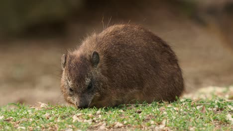 rock hyrax - procavia capensis also dassie, cape hyrax, rock rabbit and coney, medium-sized terrestrial mammal native to africa and the middle east, order hyracoidea genus procavia.