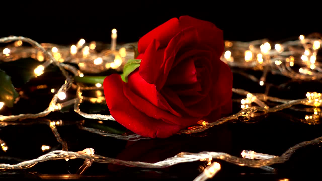 Rose vor dem Hintergrund heller Lichterketten