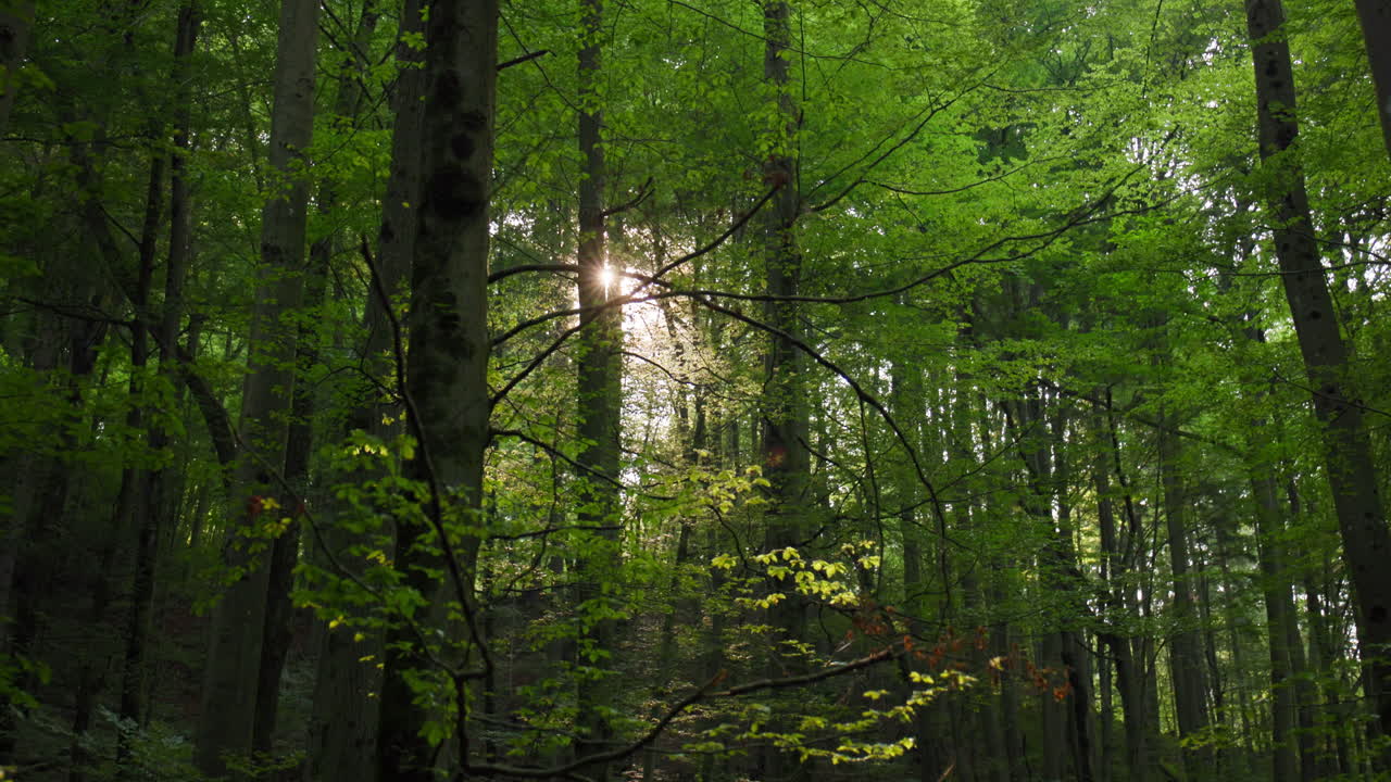 Golden Forest Cut – Cinematic Frame from Vintgar Gorge