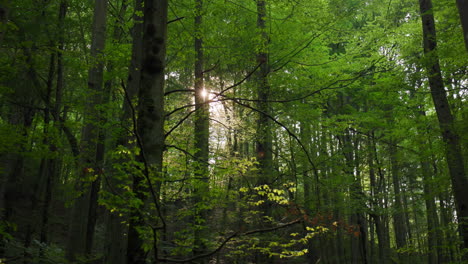 golden forest cut – cinematic frame from vintgar gorge