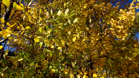 Closeup-view-of-fluttering-golden-aspen-leaves-in-slow-motion