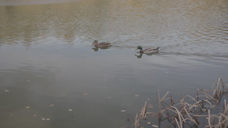 Patos-Nadando-En-El-Estanque---Lago-En-Otoño---Otoño,-En-Cámara-Lenta---Sin-Clasificar