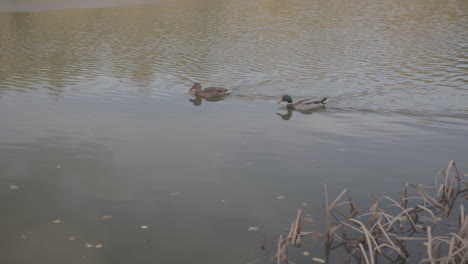 ducks swimming across pond - lake in autumn - fall, in slow motion - ungraded