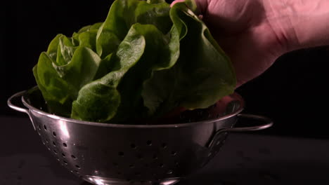 hand placing head of lettuce in colander