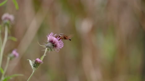 Un-Primer-Plano-De-Una-Polilla-De-Colibrí-Quemada-Bebiendo-De-Un-Diente-De-León-Púrpura-Y-Luego-Volando-En-Japón