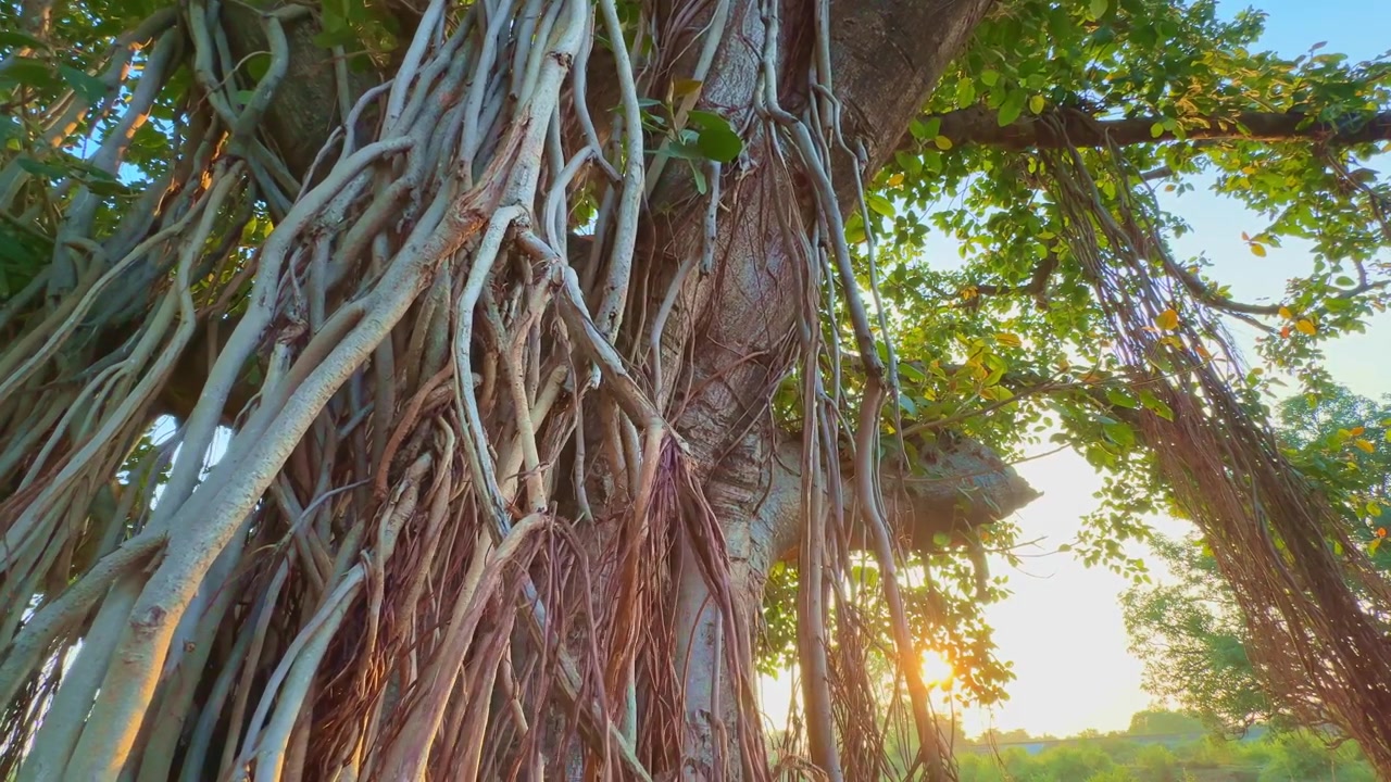 Radici di un albero di banyan, carrellata di un enorme albero di banyan che si gode il sole a una splendida alba