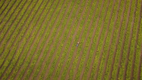 Vista-Aérea-De-Un-Viñedo-Y-Un-Tractor-En-La-Cosecha-De-Uvas-Albariño-En-Galicia