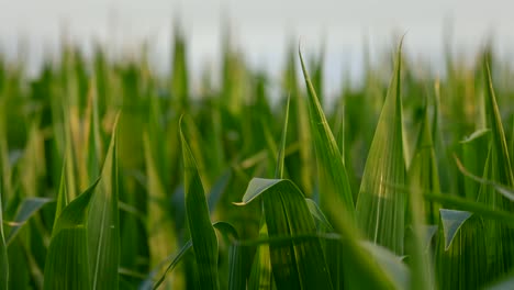 Green-plant-leaves-fluttering-on-wind