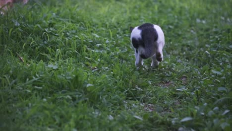 Pequeño-Gatito-Blanco-Y-Negro-Saltando-Hacia-El-Gato-De-Mermelada-Juguetonamente-Otro-Gato-Ignora-La-Cámara-Lenta