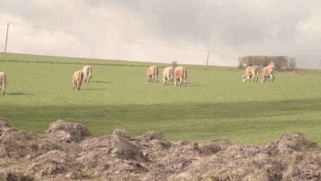 vacas pastando en un campo