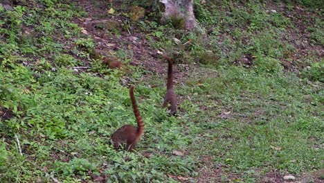 una pareja de coatimundi en el bosque de guatemala cavan en el suelo en busca de comida