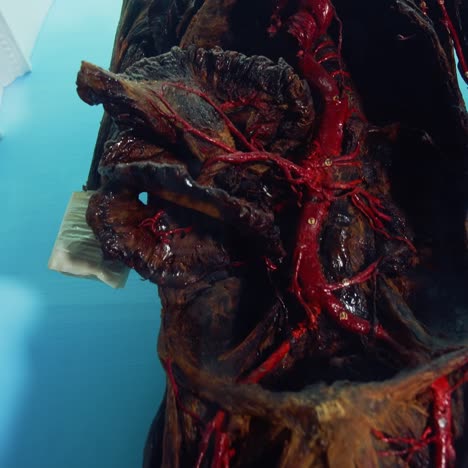 human model at museum. interior view of human organs in anatomical museum