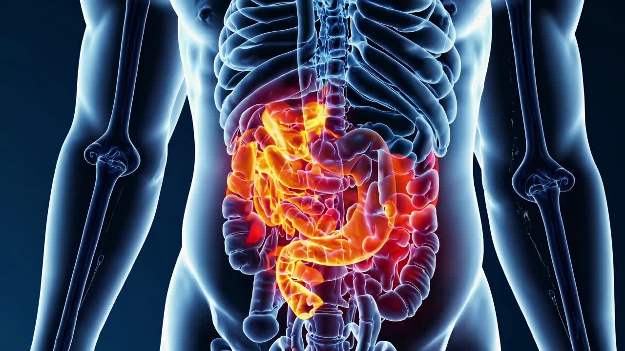 A medical video concept showing a 3D-rendered human digestive system