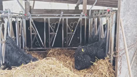 a couple of black cows eating hay in an outdoor stall on a freezing cold winter day
