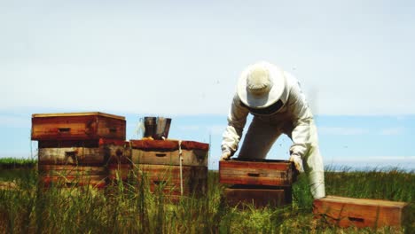 Beekeeper harvesting honey