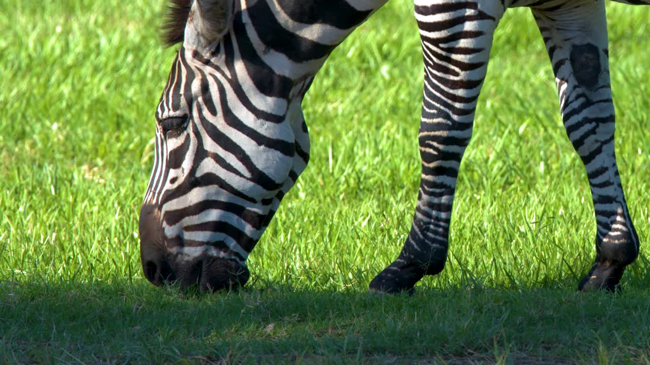 Primo piano di una zebra che mangia erba in un campo verde vibrante e soleggiato.