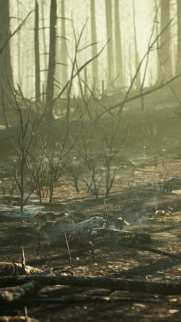 aftermath of a devastating forest fire