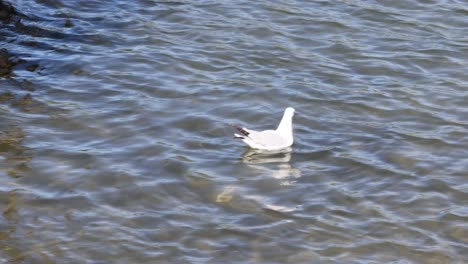 seagulls interacting and moving on a water surface