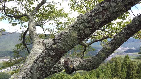 sakura tree with branches covered in fungus japan mountain landscape in background