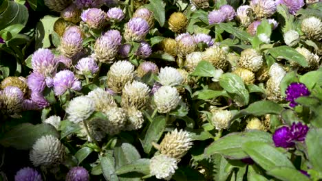 beautiful garden of white and violet dahlias