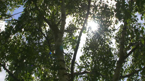 sol de verano a través de abedul plateado