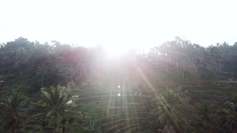 Drone-Shot-flying-through-a-heart-shaped-platform-towards-the-Tegallalang-Rice-Terraces-in-Ubod,-Bali