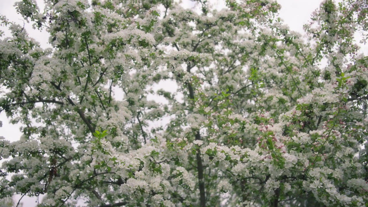 Meli in fiore con fiori bianchi in primavera.