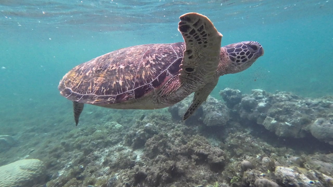 Underwater footage of a sea turtle swimming over coral reef in Apo Island Philippines with clear blue water tropical marine life and natural ocean wildlife in a peaceful environment