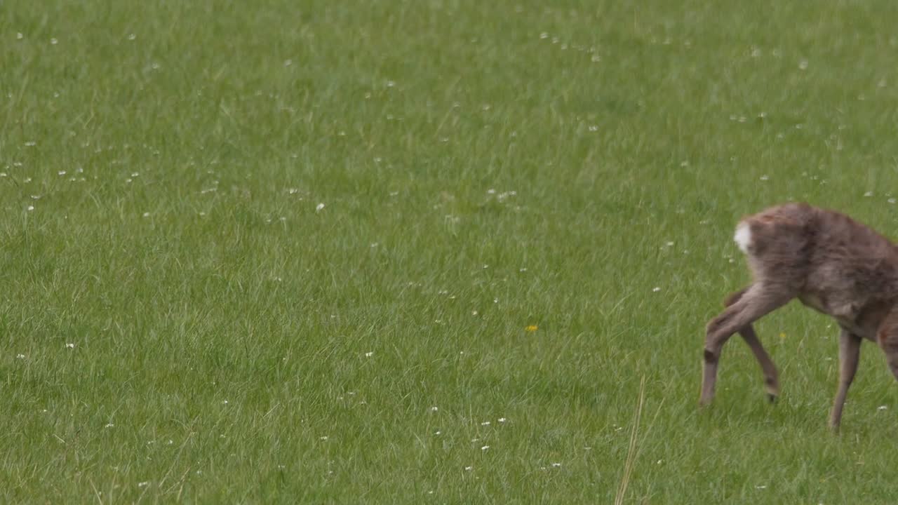 Deer eating grass and walking through lush green field, walks out of frame, static wide shot