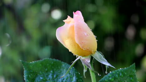 close up of yellow pink rose flower being watered in garden