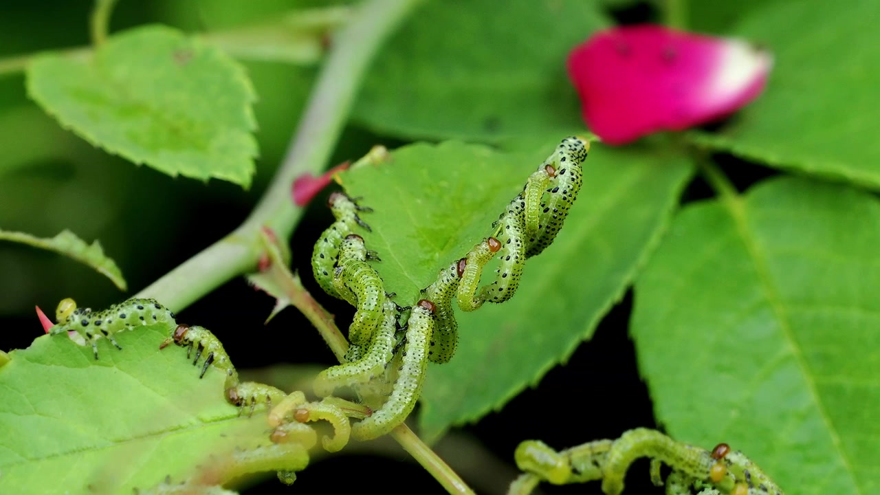 Hundreds of rose sawfly larvae feeding on a rose bush, rapidly skeletonising the leaves